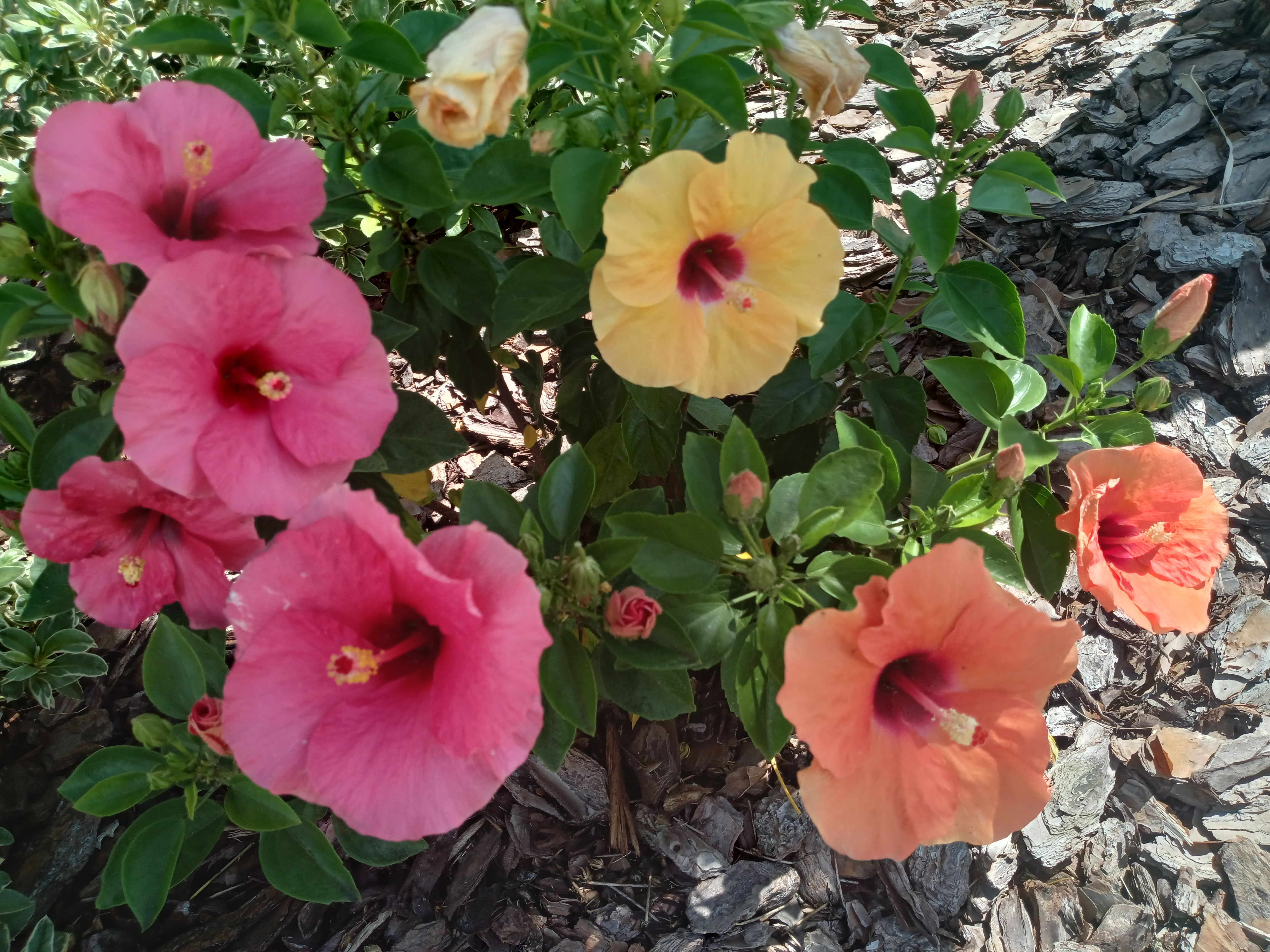Florida hibiscus garden in pink, yellow, and coral